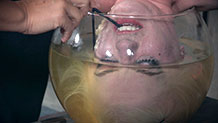 Dresden humiliated, made to drink her own piss